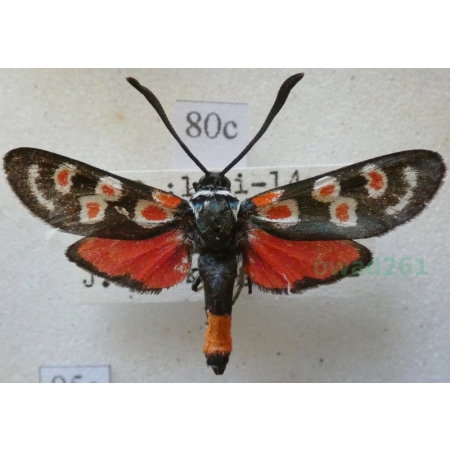 Zygaena occitanica (Villers, 1789) Spain80c